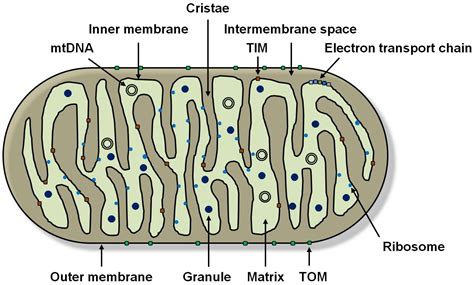 Mitochondria Diagram