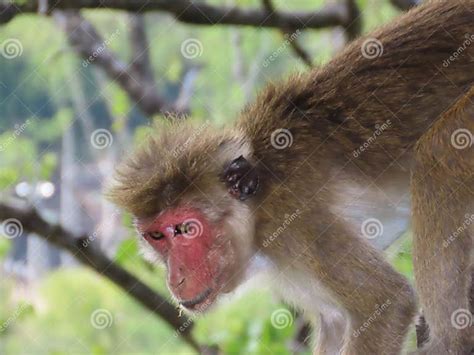 Red Face Monkey Looking And Start To Jump Stock Image Image Of Green