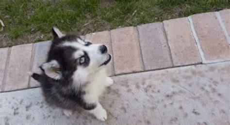 Husky GIF - Find & Share on GIPHY