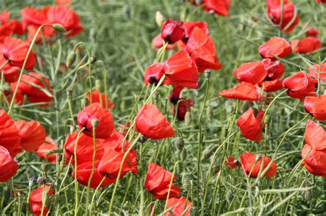 Wallpaper Red Field Poppies Flower Flora Vallmo Petal Meadow