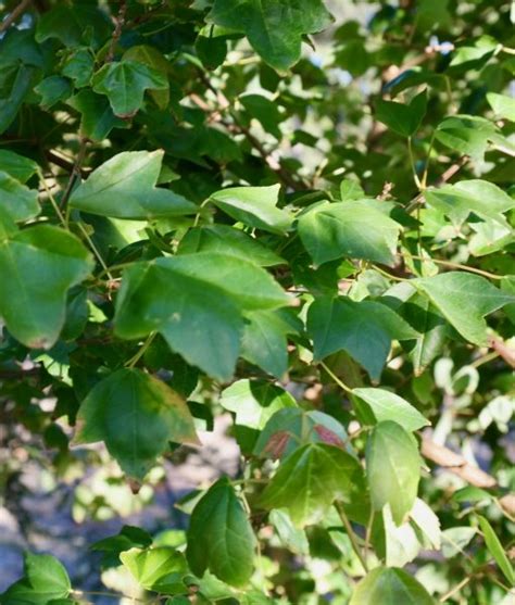Trident Maple Lakeside Plants And Nursery
