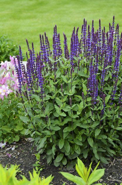 Top 10 Edge Plants For Three Seasons Of Color With Images Purple