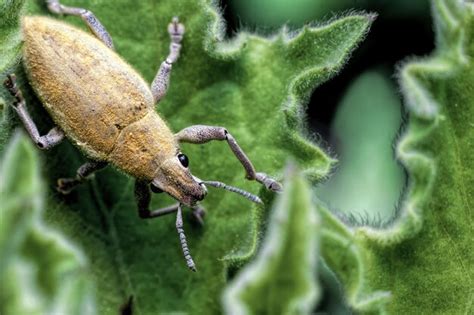 Primer Plano De Gorgojo En Una Hoja Un Insecto Escarabajo Amarillo Con