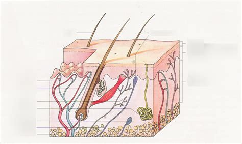 Bio Doorsnede Huid 1 Diagram Quizlet