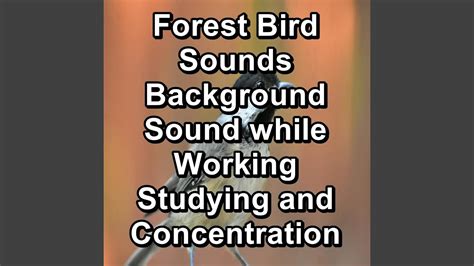 Asmr Bird Sounds To Help Insomnia To Loop For Hours Youtube