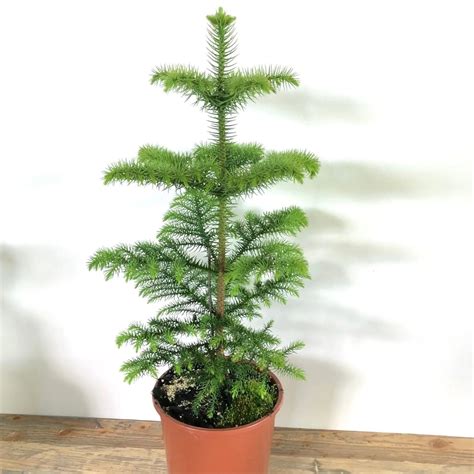 Araucaria Heterophylla Greencore Plants