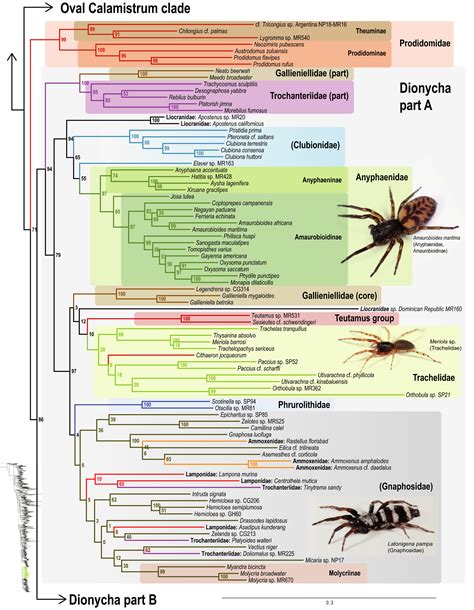 The Spider Tree Of Life Phylogeny Of Araneae Based On Target‐gene