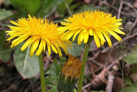 Heilpflanzen L Wenzahn Taraxacum Officinale