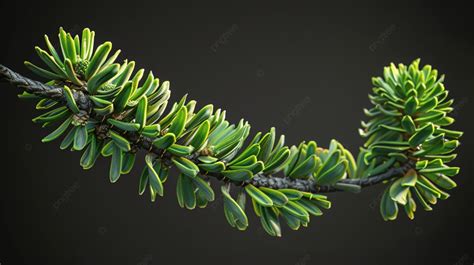 Araucaria Heterophylla Pine Branch Tree Background Araucaria