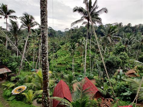 Tegallalang Rice Terrace Тегалаланг рисовые террасы ...