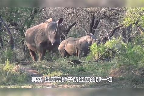 小伙为观看犀牛爬上树，没想遭到犀牛攻击，这也太惨了！犀牛攻击小伙