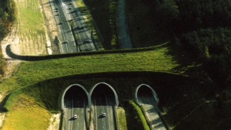 solutions wildlife crossing structures arc solutions animal