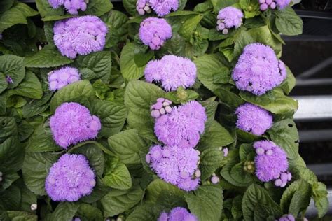 Ageratum Hawaii Blue Hickory Hollow Nursery And Garden Center