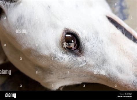 Windhundkopf Fotos Und Bildmaterial In Hoher Aufl Sung Alamy