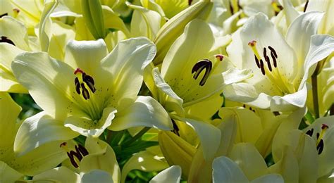 Lilies Flowers Oetals Floral Hd Wallpaper Peakpx