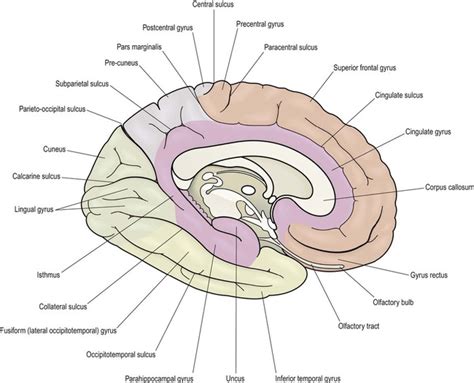 Why Does The Brain Have Gyri And Sulci Powerpointban Web Fc2