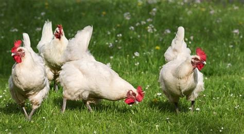 Französisches AOP Bresse Hähnchen im Ganzen