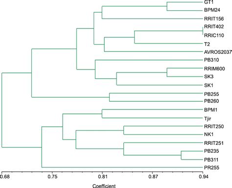 Scielo Brasil Performance And Genetic Assessment Of Rubber Tree