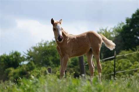 Foal By Cappuccino8 On Deviantart