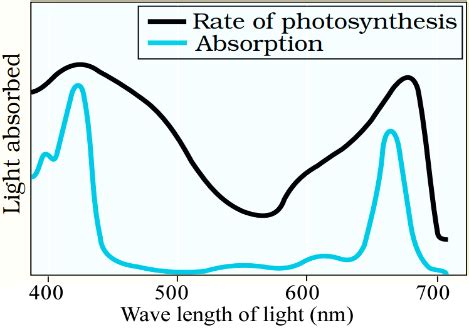 Photosynthesis Notes Class 11 Part 2 Photosynthesis Site And