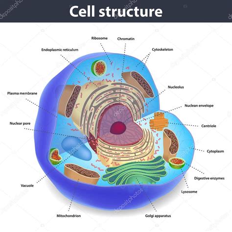 Cuerpo Humano Dibujo De La Celula Y Sus Partes Hot Sex Picture