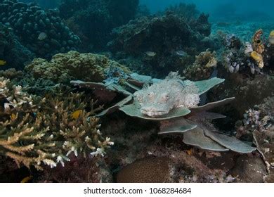 Crocodile Flathead Cymbacephalus Beauforti Royalty Free Photos And