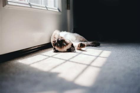 How To Keep Cats Cool During The Summer Cat Clinic At Cherry Hill