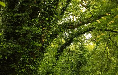 Wallpaper Greens Summer Trees Green Summer Nature Trees Leaves