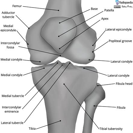 Tibial Intercondylar Eminence