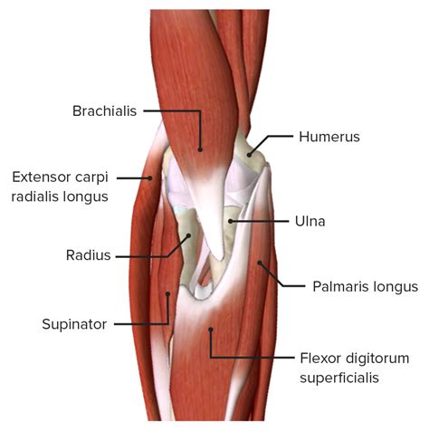 Cubital Fossa: Contents & Anatomy | Concise Medical Knowledge