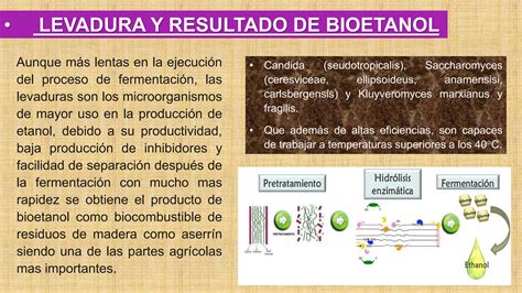 Produccion Bioetanol Lignocelulosico Ppt