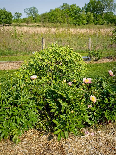 Paeonia Horizon W Xpeony F Paeonia Horizon W Flickr