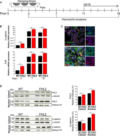 Nuclear Accumulation Of Catenin And Enhanced Transcriptional Activity