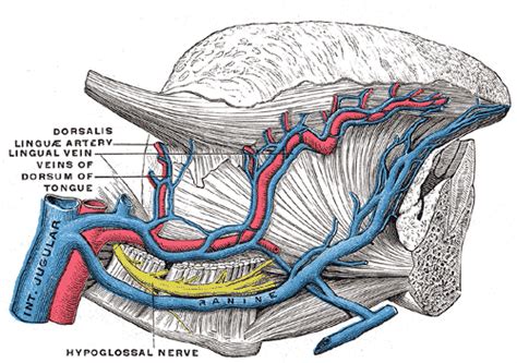 Carotid Artery: Carotid Artery Grey''s Anatomy