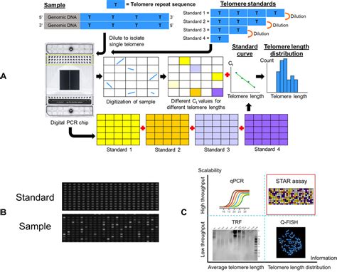 Massively Parallel Single Molecule Telomere Length Measurement With