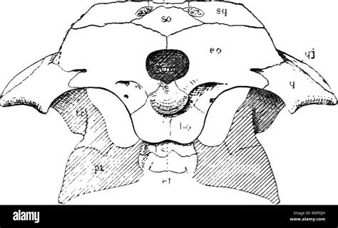 Occipital Condyle High Resolution Stock Photography and Images - Alamy