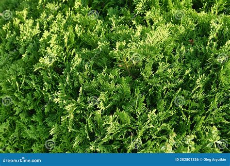 Beautiful Green Texture Of Thuja Leaves Close Up Background Of Thuja