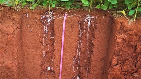 Manejo do solo e benefícios para infiltração de água no solo MAIS