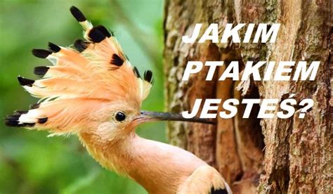 Jakim ptakiem jesteś Quiz osobowości sameQuizy