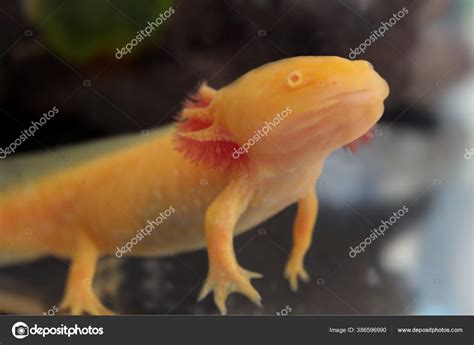 Axolotl Gold