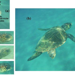 PDF Breeding Periodicity For Male Sea Turtles Operational Sex Ratios