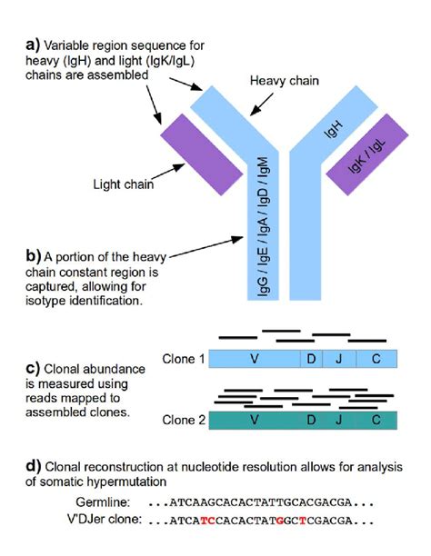 Antibody Structure Biology For Majors II 60 OFF