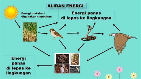 Aliran Energi Dan Siklus Nutrisi Dalam Rantai Makanan