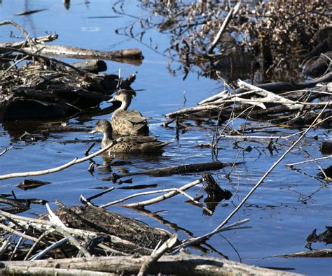 Mallards Pintails And Allies From Lake Hayes New Zealand On