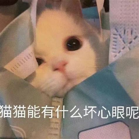 小猫咪能有什么坏心眼呢表情包下载 抖音小猫咪能有什么坏心眼呢表情包图片 V10 沧浪手游