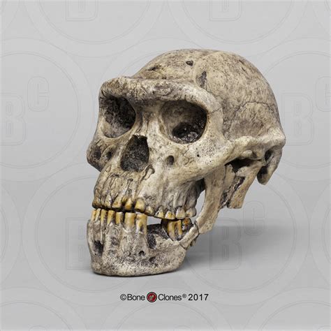 Bone Clones Homo Erectus Dmanisi Skull Replica Bh