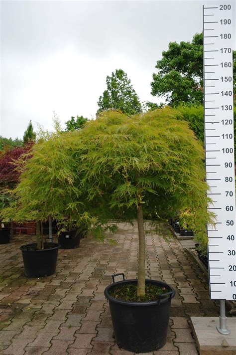 Acer Palmatum Dissectum Viridis Kopen Tuinplantenonline