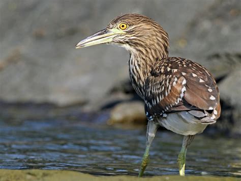 Black Crowned Night Heron Celebrate Urban Birds