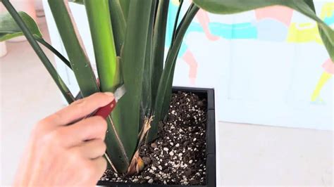 How To Prune Bird Of Paradise Plant • Step By Step Guide