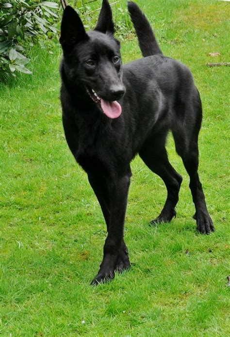 black belgian malinois images  pinterest german shepherd puppies sheep dogs